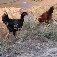 مرغ و خروس دیلگونی|حیوانات مزرعه|بهبهان, |دیوار