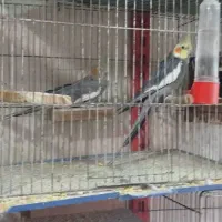 قناری|پرنده|خوی, |دیوار