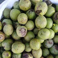 گردو با پوست سبز