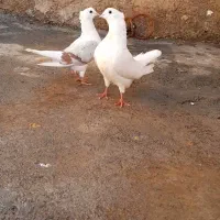 کبوتر|پرنده|چگنی, |دیوار