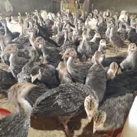 فروش جوجه بوقلمون یک ماهه برنز اینگلیس