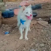 پامر نر خوشگل باهوش