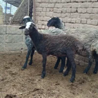 بره ماده شال