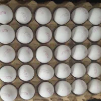 پخش تخم مرغ|خوردنی و آشامیدنی|باغستان, |دیوار