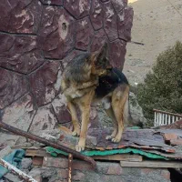 سگ ژرمن|سگ|کن, |دیوار