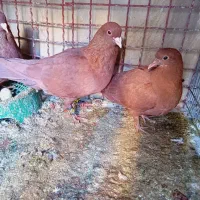 یک جفت سرخ و یک جفت سبز دمسفید