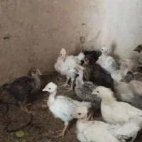 جوجه