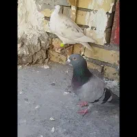 کفتر سبز سار جفت