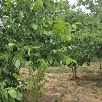 فروش-زمین-وزیر-اباد