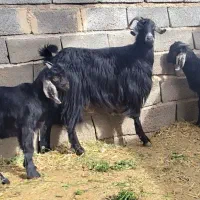 بره ماده.بز دوکهره ای کولار پاکستانی