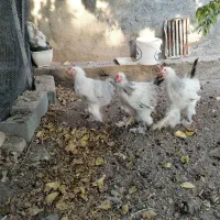 خروس برهما لایت