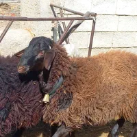 فروش ۲راس بره قوچ