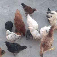 مرغ خروس و جوجه توضیحات خونده شود|حیوانات مزرعه|گرگان, |دیوار