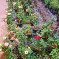 گل کاغذی|گل و گیاه طبیعی|آستانه اشرفیه, |دیوار