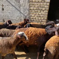 بره نر کشتاری|حیوانات مزرعه|هشتگرد, هشتگرد قدیم|دیوار