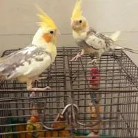 عروس هلندی