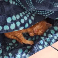 بچه گربه نارنجی