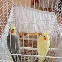 دو عدد عروس هلندی ناز با قفس