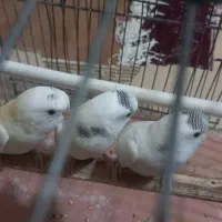 خرگوش و مرغ عشق با قفس|پرنده|شباب, |دیوار