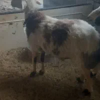 دوعدد قورچ پلنگی بره هاساله گذشته نژادخوب|حیوانات مزرعه|خنداب, |دیوار