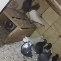 سلام 10عدد کفتر فروشی|پرنده|نرماشیر, |دیوار