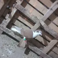 کبوتر