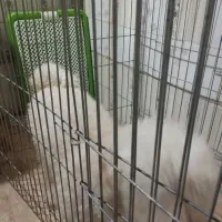 سگ پودل|سگ|تهران, ترمینال غرب|دیوار