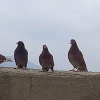 کبوتر نژاد انگلیسی بلند پرواز