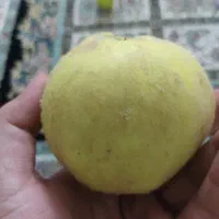 میوه به