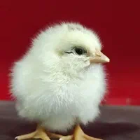 جوجه گلپایگان جهادی