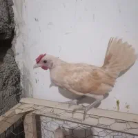 سیبرایت بوف