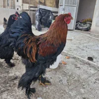 خروس برهما پاتریچ