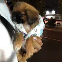 هاپو کوچولو های عروسکی مینیاتوری|سگ|تهران, هوانیروز|دیوار