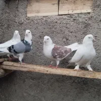 تهرانی|پرنده|شاهرود, |دیوار