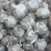 سیر خشک  درجه یک