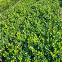 خدمات باغبانی (علف تراشی )