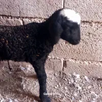 بره شیری