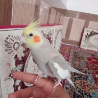 عروس هلندی نر سخنگو