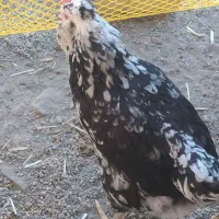 مرغ گلین با نیمچه گلین فروشی خروس هست مرغ گیر|حیوانات مزرعه|کهنوج, |دیوار