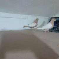 چهار جفت کفتر|پرنده|شیراز, بازار|دیوار