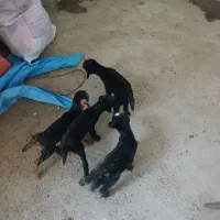 بز درج یک|حیوانات مزرعه|فسا, |دیوار