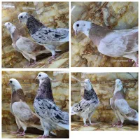 ۱۵ جفت پرشی دهن خورده.