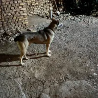 سگ نر سراب جهت جفت یابی