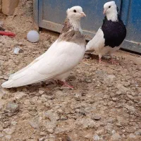 طوقی