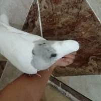 کبوتر الماسی جوان