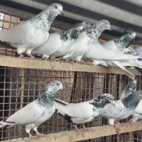 کبوتر. کلدمسبز|پرنده|قائمشهر, |دیوار