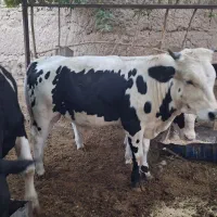 گوساله چاق