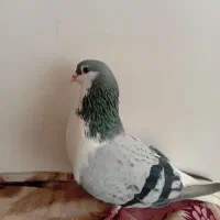 ساده سبز نر