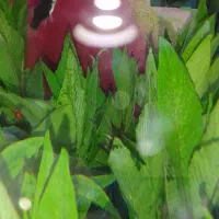 گیاهان آکواریومی