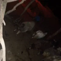 میش سر حال زیر قیمت|حیوانات مزرعه|لوداب, |دیوار